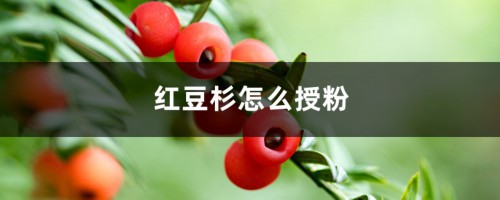 红豆杉怎么授粉