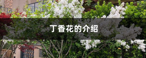 丁香花的介绍，丁香花的品种