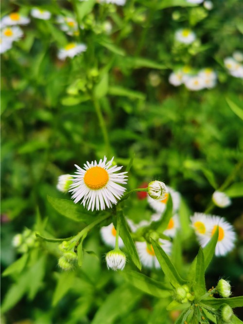 白晶菊