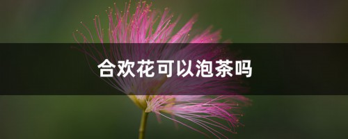 合欢花可以泡茶吗