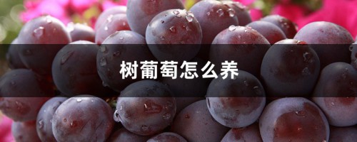 树葡萄怎么养