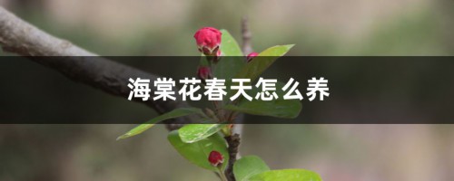 海棠花春天怎么养