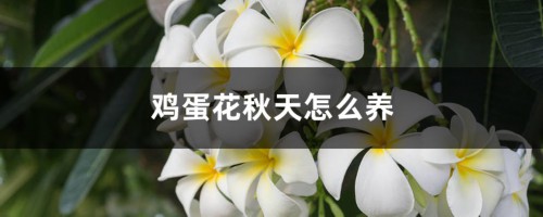 鸡蛋花秋天怎么养