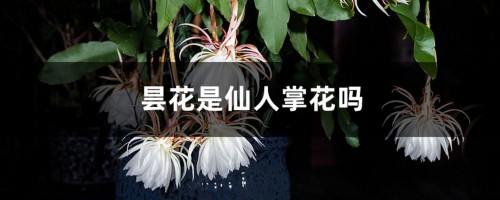 昙花是仙人掌花吗，怎么修剪