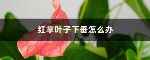 红掌叶子下垂怎么办