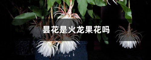 昙花是火龙果花吗，怎么扦插