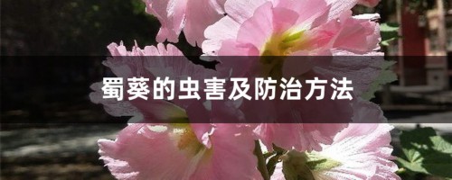 蜀葵的虫害及防治方法