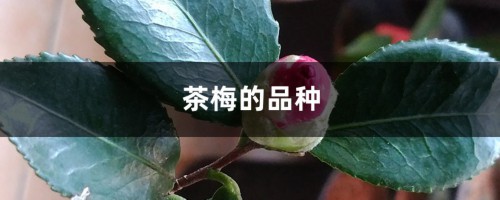 茶梅的品种