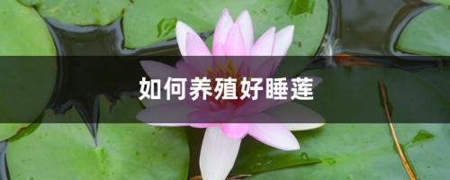 如何养殖好睡莲