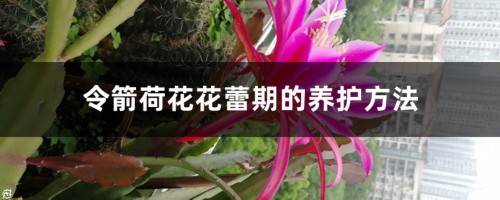 令箭荷花花蕾期的养护方法